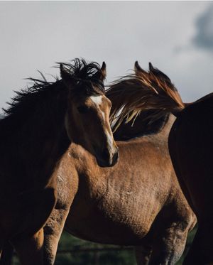 Image post by @diamondcrossranch on Instagram