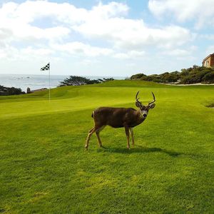 Image post by @pebblebeachresorts on Instagram