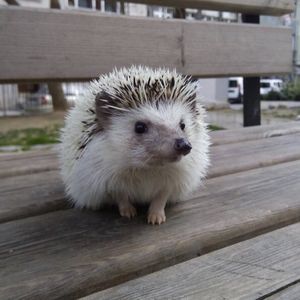 Image post by @animalplanet on Instagram