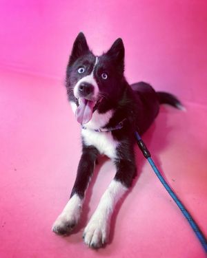 Image post by @tux_the_blue_pomsky on Instagram
