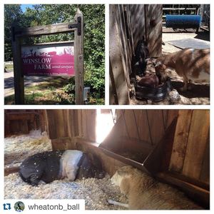 Image post by @wheatonlyons on Instagram