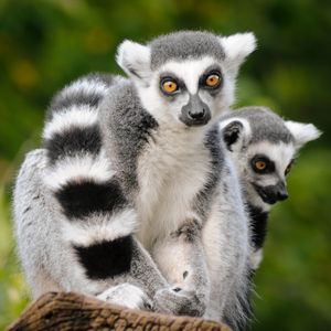 Image post by @animalplanet on Instagram