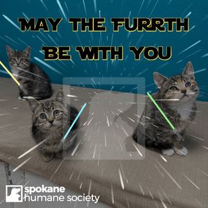 Image post by @spokhumanesoc on Instagram