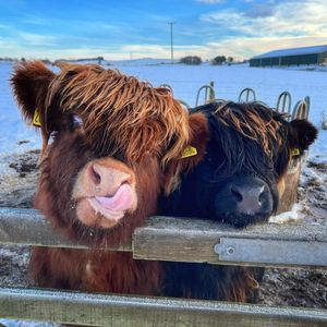 Image post by @VisitScotland on Twitter/X