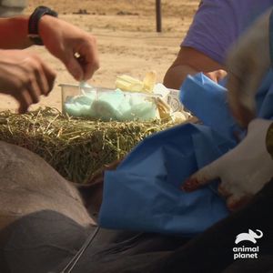 Image post by @animalplanet on Instagram