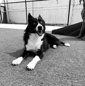 Image post by @tux_the_blue_pomsky on Instagram
