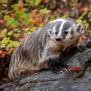 Image post by @animalplanet on Instagram