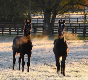 Image post by @spendthriftfarm on Instagram