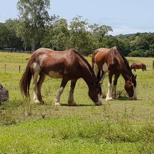 Image post by @equine_passion_online on Instagram
