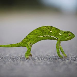 Image post by @animalplanet on Instagram