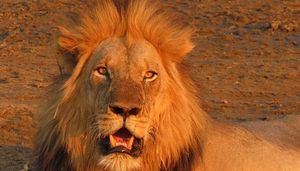 Image post by @chiawasafaris on Instagram