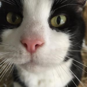 Image post by @snaffle_it on Instagram
