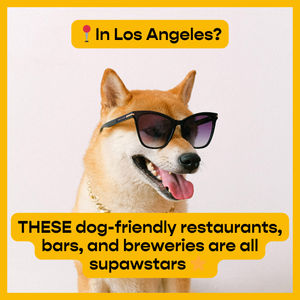 Image post by @jetsetpets on Instagram