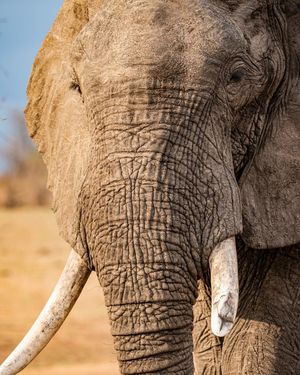 Image post by @chiawasafaris on Instagram