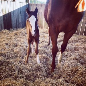 Image post by @gundyparkequine on Instagram