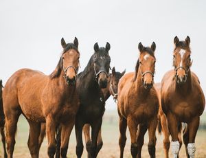 Image post by @spendthriftfarm on Instagram