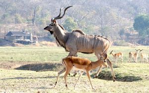 Image post by @chiawasafaris on Instagram