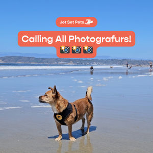 Image post by @jetsetpets on Instagram