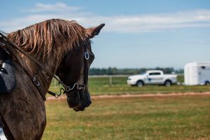 Image post by @nzhorseambulancetrust on Facebook