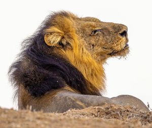 Image post by @chiawasafaris on Instagram
