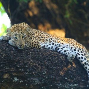 Image post by @chiawasafaris on Instagram