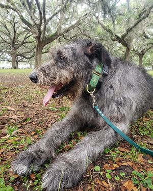 Image post by @thesavannahwolfhound on Instagram