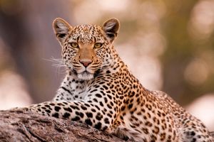 Image post by @animalplanet on Instagram