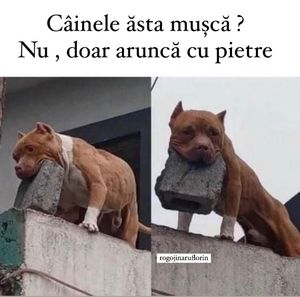Image post by @rogojinaruflorin on Instagram