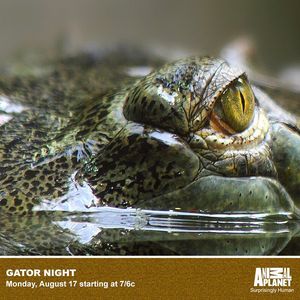 Image post by @animalplanet on Instagram