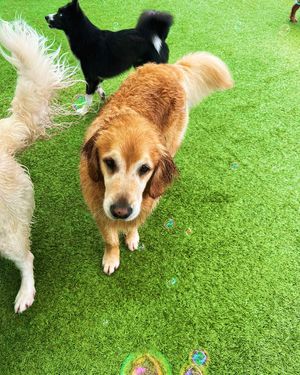 Image post by @tux_the_blue_pomsky on Instagram