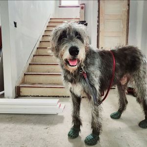 Image post by @thesavannahwolfhound on Instagram