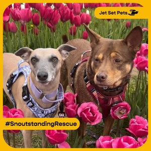 Image post by @jetsetpets on Instagram
