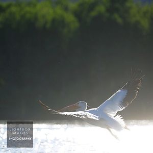 Image post by @lightboximages on Instagram