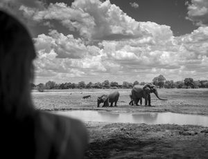 Image post by @chiawasafaris on Instagram