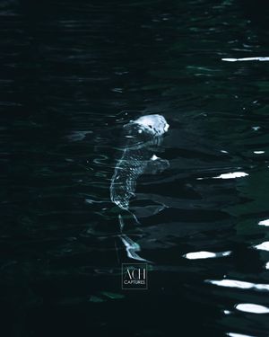 Image post by @achcaptures on Instagram