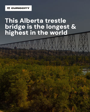 Image post by @curiocitycalgary on Instagram