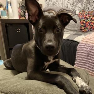 Image post by @whitmanpets on Instagram
