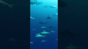 Video post by @gopro on YouTube