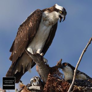 Image post by @lightboximages on Instagram