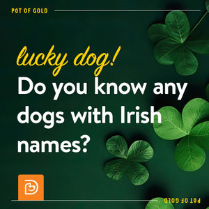 Image post by @dogtopiagr on Instagram