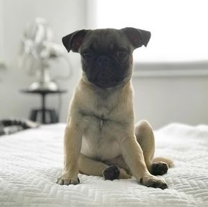 Image post by @sleepnumber on Instagram