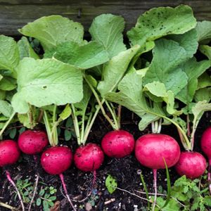 Image post by @kidsgardening on Instagram