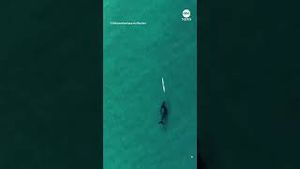 Video post by @abcnews on YouTube