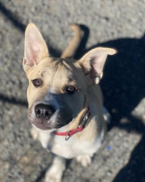 Image post by @whitmanpets on Instagram