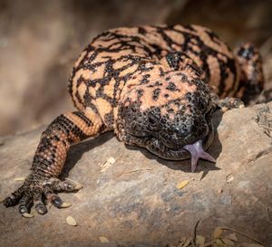 Image post by @animalplanet on Instagram