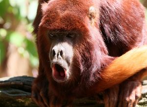 Image post by @animalplanet on Instagram