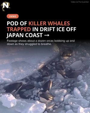 Image post by @nextshark on Instagram