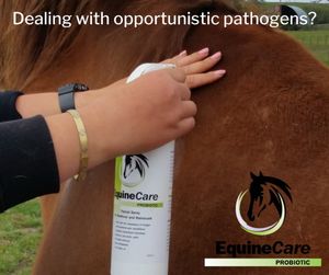 Image post by @equinecareprobiotic on Instagram