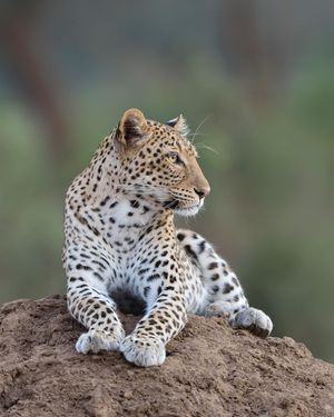 Image post by @chiawasafaris on Instagram