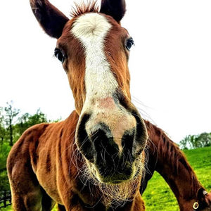 Image post by @thebloodhorse on Instagram